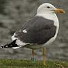 ad LBBG in Januari-April, ringed in the Netherlands. (80911 bytes)